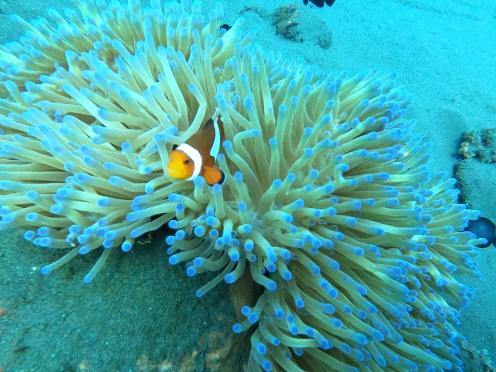 Diversia Diving Club & Bungalows Гили Траванган Экстерьер фото